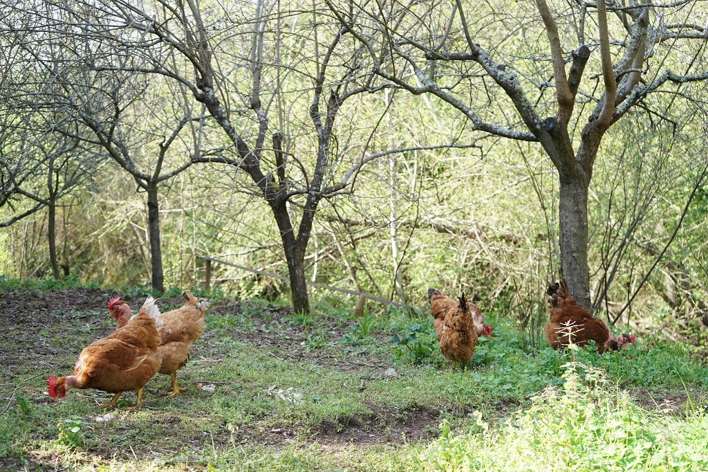 turismo rural sete quintas aldeias do xisto serra da lousa galinhas exterior comer